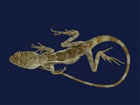 藏品(黃口攀蜥)的圖片